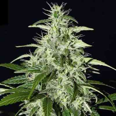 Kalashnikova Automatic > Green House Seed Company | Autoflowering Cannabis   |  Indica